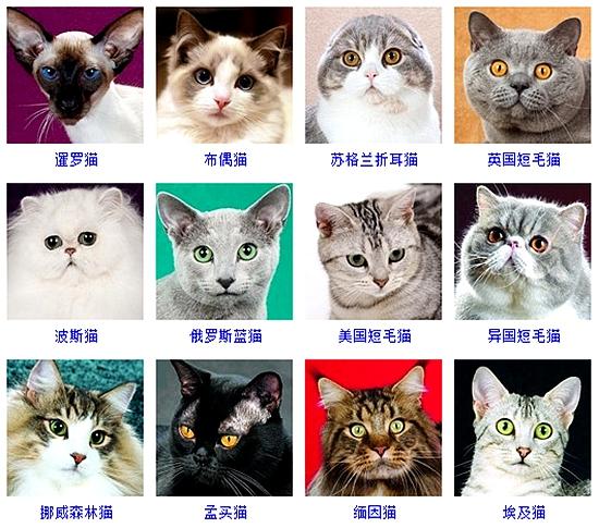 宠物猫的品种图片